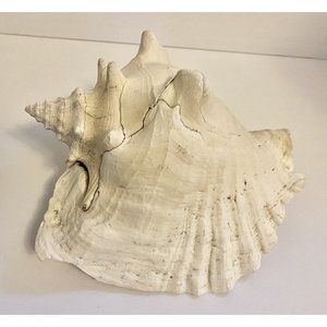 Queen Conch Seashell Shell  Strombus Gigas Decor Decoration Large 9”x7”
